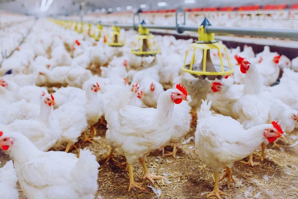 Expectativa de retomada das exportações de frango e mel à União Europeia exige preparação de empresas brasileiras
